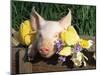 Mixed Breed Domestic Piglet, USA-Lynn M. Stone-Mounted Photographic Print