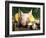 Mixed Breed Domestic Piglet, USA-Lynn M. Stone-Framed Photographic Print