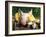 Mixed Breed Domestic Piglet, USA-Lynn M. Stone-Framed Photographic Print