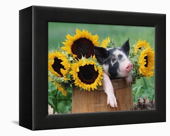 Mixed-Breed Piglet in Basket with Sunflowers, USA-Lynn M^ Stone-Framed Premier Image Canvas