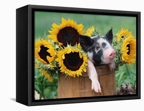 Mixed-Breed Piglet in Basket with Sunflowers, USA-Lynn M^ Stone-Framed Premier Image Canvas