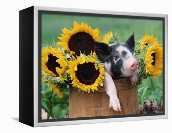 Mixed-Breed Piglet in Basket with Sunflowers, USA-Lynn M^ Stone-Framed Premier Image Canvas