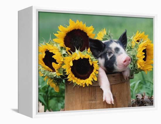 Mixed-Breed Piglet in Basket with Sunflowers, USA-Lynn M^ Stone-Framed Premier Image Canvas