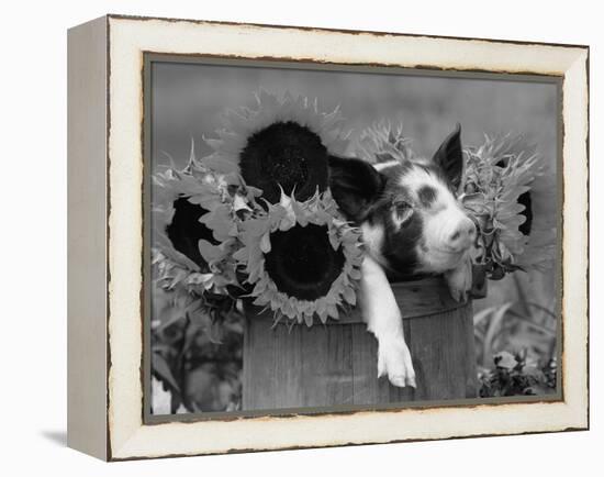 Mixed-Breed Piglet in Basket with Sunflowers, USA-Lynn M^ Stone-Framed Premier Image Canvas
