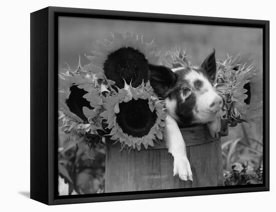 Mixed-Breed Piglet in Basket with Sunflowers, USA-Lynn M^ Stone-Framed Premier Image Canvas