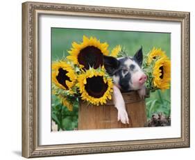Mixed-Breed Piglet in Basket with Sunflowers, USA-Lynn M^ Stone-Framed Photographic Print