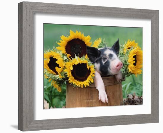 Mixed-Breed Piglet in Basket with Sunflowers, USA-Lynn M^ Stone-Framed Photographic Print