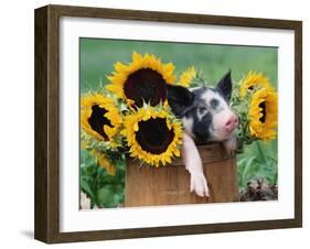 Mixed-Breed Piglet in Basket with Sunflowers, USA-Lynn M^ Stone-Framed Photographic Print
