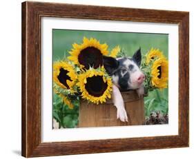 Mixed-Breed Piglet in Basket with Sunflowers, USA-Lynn M^ Stone-Framed Photographic Print