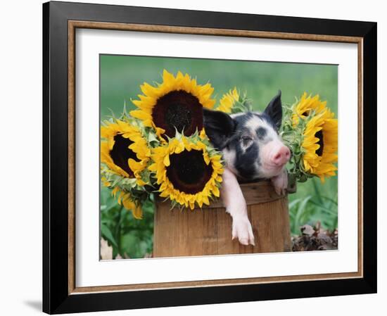 Mixed-Breed Piglet in Basket with Sunflowers, USA-Lynn M^ Stone-Framed Photographic Print