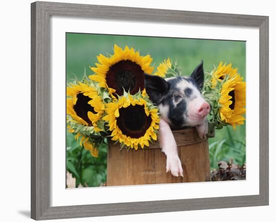 Mixed-Breed Piglet in Basket with Sunflowers, USA-Lynn M^ Stone-Framed Photographic Print