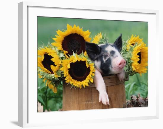 Mixed-Breed Piglet in Basket with Sunflowers, USA-Lynn M^ Stone-Framed Photographic Print