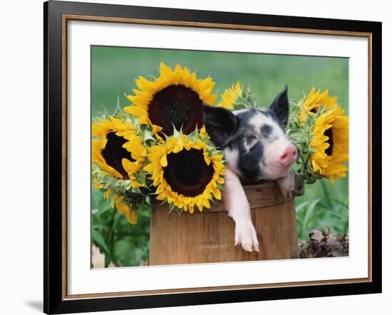 Mixed-Breed Piglet in Basket with Sunflowers, USA-Lynn M^ Stone-Framed Photographic Print