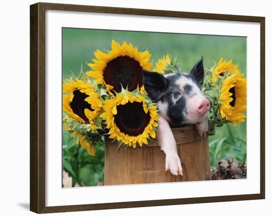 Mixed-Breed Piglet in Basket with Sunflowers, USA-Lynn M^ Stone-Framed Photographic Print