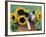 Mixed-Breed Piglet in Basket with Sunflowers, USA-Lynn M^ Stone-Framed Photographic Print