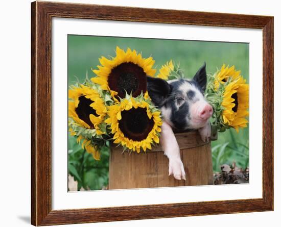 Mixed-Breed Piglet in Basket with Sunflowers, USA-Lynn M^ Stone-Framed Photographic Print