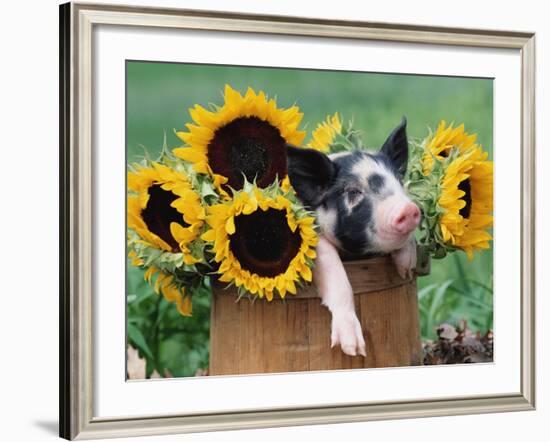 Mixed-Breed Piglet in Basket with Sunflowers, USA-Lynn M^ Stone-Framed Photographic Print