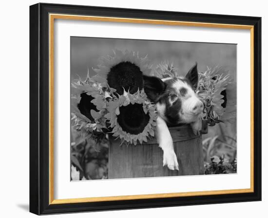 Mixed-Breed Piglet in Basket with Sunflowers, USA-Lynn M^ Stone-Framed Photographic Print