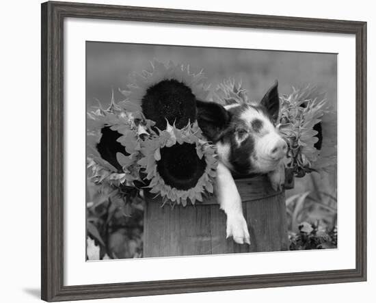 Mixed-Breed Piglet in Basket with Sunflowers, USA-Lynn M^ Stone-Framed Photographic Print