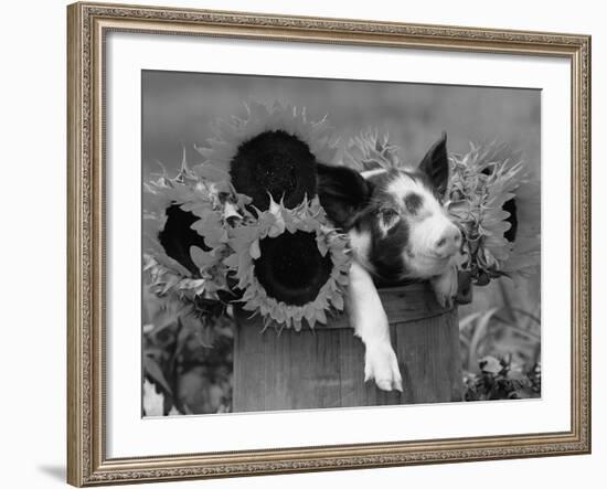 Mixed-Breed Piglet in Basket with Sunflowers, USA-Lynn M^ Stone-Framed Photographic Print