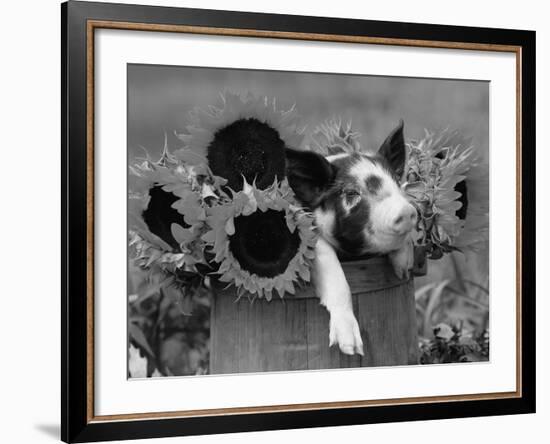 Mixed-Breed Piglet in Basket with Sunflowers, USA-Lynn M^ Stone-Framed Photographic Print