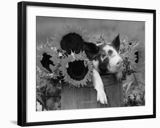 Mixed-Breed Piglet in Basket with Sunflowers, USA-Lynn M^ Stone-Framed Photographic Print