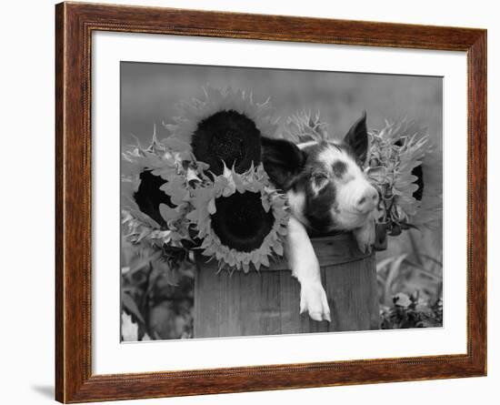 Mixed-Breed Piglet in Basket with Sunflowers, USA-Lynn M^ Stone-Framed Photographic Print