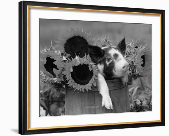 Mixed-Breed Piglet in Basket with Sunflowers, USA-Lynn M^ Stone-Framed Photographic Print