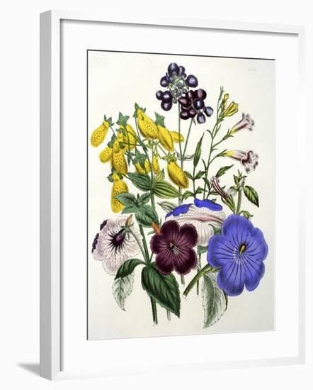 Mixed Calceolaria and Archimenus-Jane W. Loudon-Framed Giclee Print