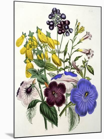 Mixed Calceolaria and Archimenus-Jane W. Loudon-Mounted Giclee Print