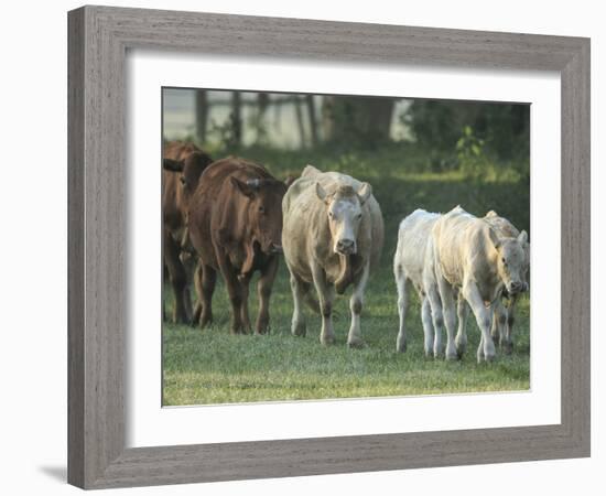 Mixed Cattle Coming for Water, Florida-Maresa Pryor-Framed Photographic Print