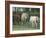 Mixed Cattle Coming for Water, Florida-Maresa Pryor-Framed Photographic Print