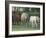 Mixed Cattle Coming for Water, Florida-Maresa Pryor-Framed Photographic Print