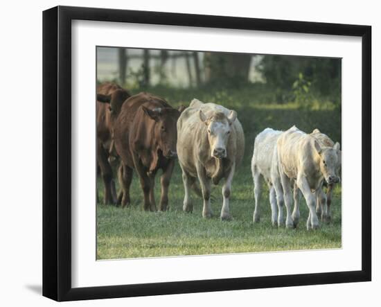 Mixed Cattle Coming for Water, Florida-Maresa Pryor-Framed Photographic Print