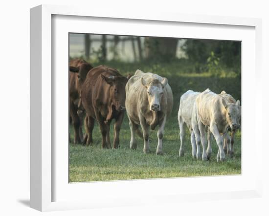 Mixed Cattle Coming for Water, Florida-Maresa Pryor-Framed Photographic Print