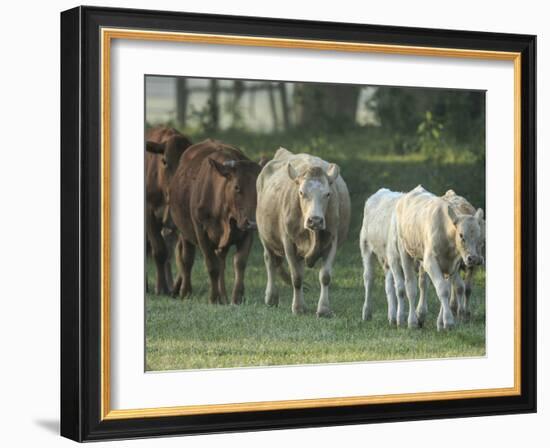 Mixed Cattle Coming for Water, Florida-Maresa Pryor-Framed Photographic Print