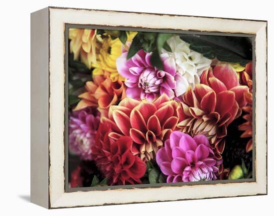 Mixed Dahlias-Marc O^ Finley-Framed Premier Image Canvas