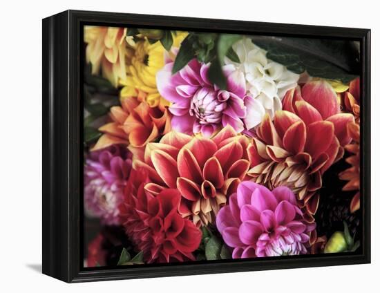 Mixed Dahlias-Marc O^ Finley-Framed Premier Image Canvas