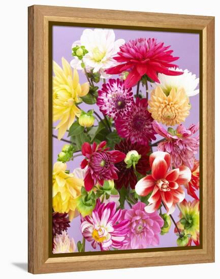 Mixed Dahlias-Marc O^ Finley-Framed Premier Image Canvas