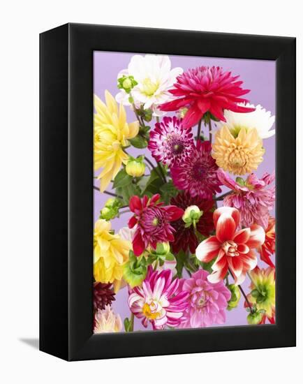 Mixed Dahlias-Marc O^ Finley-Framed Premier Image Canvas