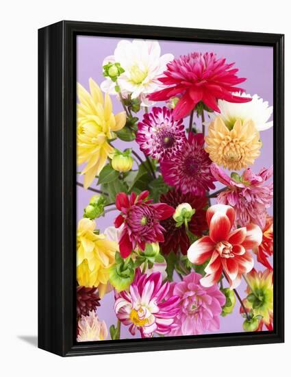 Mixed Dahlias-Marc O^ Finley-Framed Premier Image Canvas