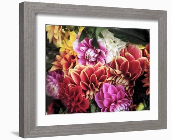 Mixed Dahlias-Marc O^ Finley-Framed Photographic Print