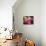 Mixed Dahlias-Marc O^ Finley-Mounted Photographic Print displayed on a wall