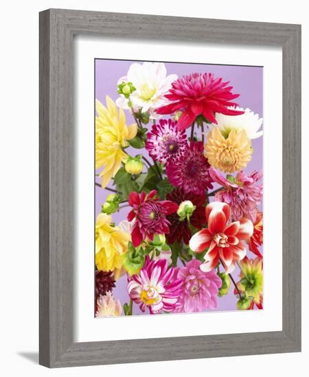 Mixed Dahlias-Marc O^ Finley-Framed Photographic Print