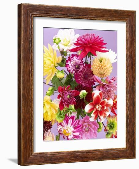 Mixed Dahlias-Marc O^ Finley-Framed Photographic Print