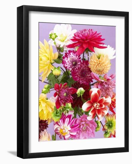 Mixed Dahlias-Marc O^ Finley-Framed Photographic Print