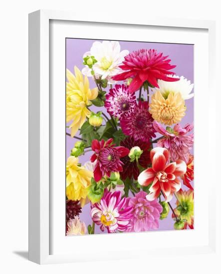 Mixed Dahlias-Marc O^ Finley-Framed Photographic Print