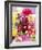 Mixed Dahlias-Marc O^ Finley-Framed Photographic Print