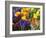 Mixed Flowering Bulbs: Tulips, Narcissi, Hyacinths-Elke Borkowski-Framed Photographic Print