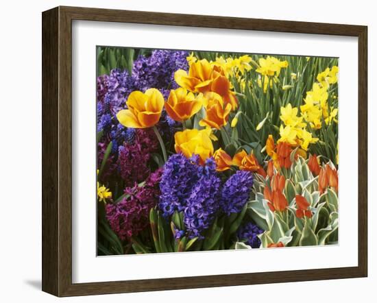 Mixed Flowering Bulbs: Tulips, Narcissi, Hyacinths-Elke Borkowski-Framed Photographic Print